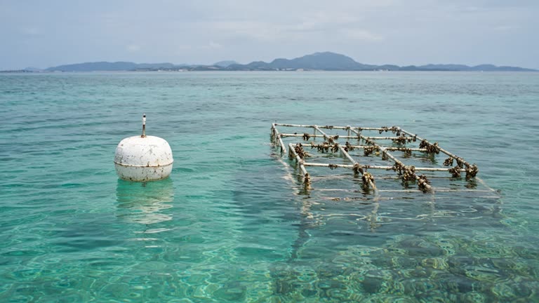 Small white research buoy floating in calm turquoise water near a coral nursery frame, Okinawa islands in the haze, midday sun, no logos or readable text.