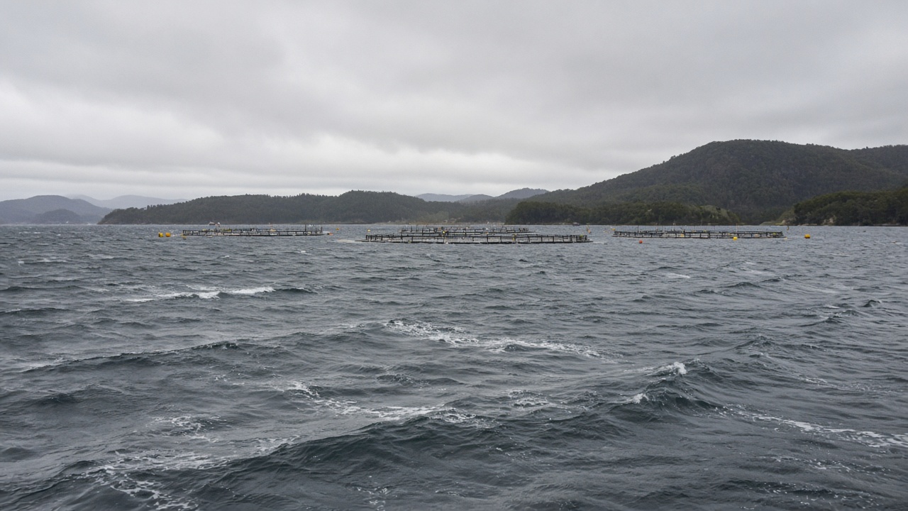 Grey harbour water with distant salmon farm pens and forested hills under overcast Tasmanian sky, choppy surface from wind, no logos or readable text