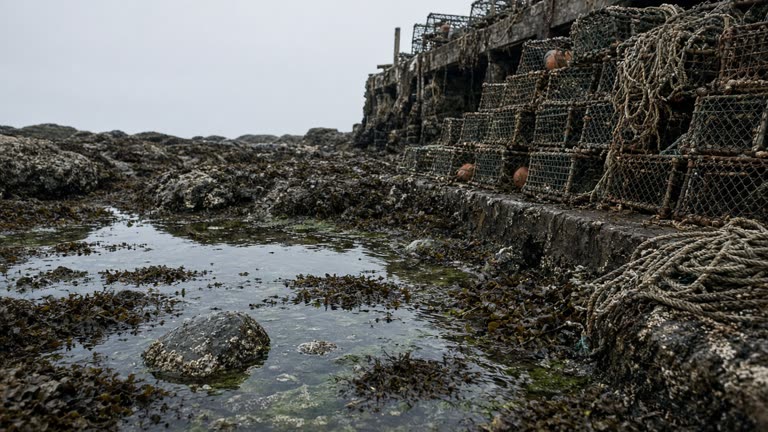 Rocky tidal pool with seaweed and empty lobster traps stacked on a pier under overcast North Atlantic light, wet rope and barnacles, no logos or readable text