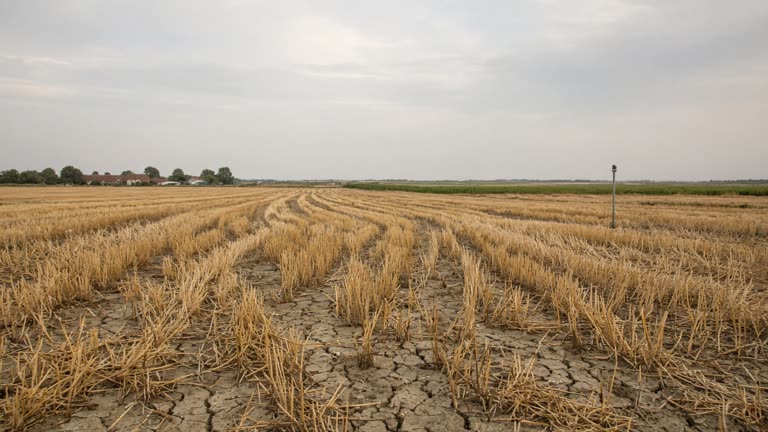 East Anglia barley field with cracked dry soil between stubble rows under hazy September sky, distant farm buildings and a soil sensor post, documentary framing, no logos or readable text
