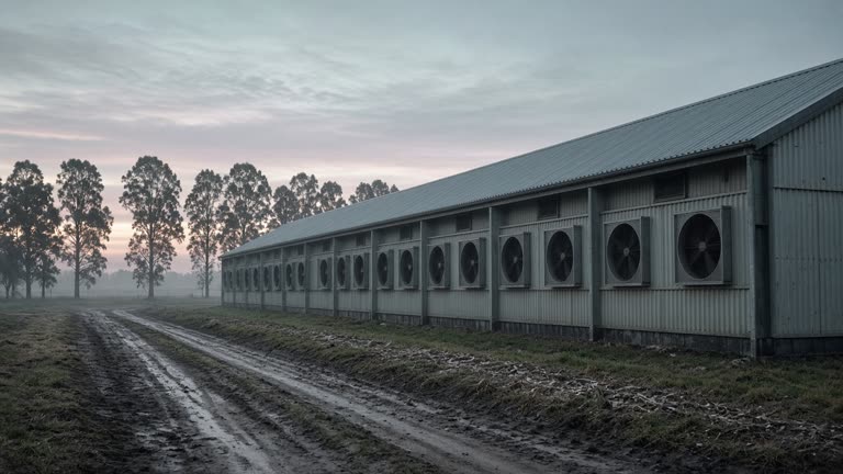 A long low poultry shed at dawn on a Victorian egg farm, rows of ventilation fans along the wall, muddy access track, distant windbreak trees, cold grey-green light, documentary photojournalism, no logos or readable text