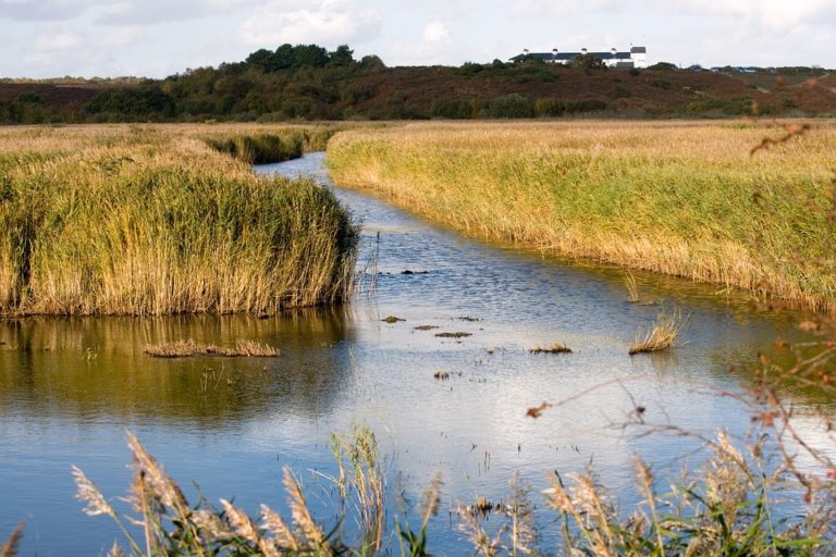 The Importance of Conserving Wetlands and Their Biodiversity