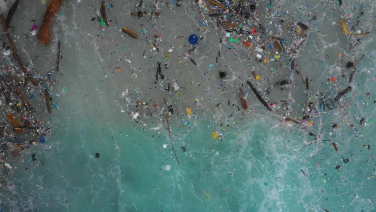 The Impact of Microplastics on Marine Life and Human Health